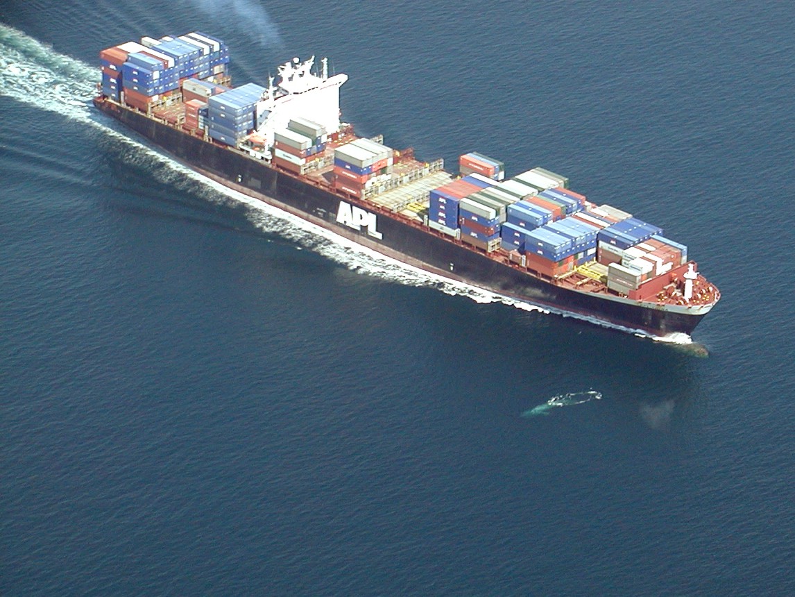 A blue whale swims past a cargo ship