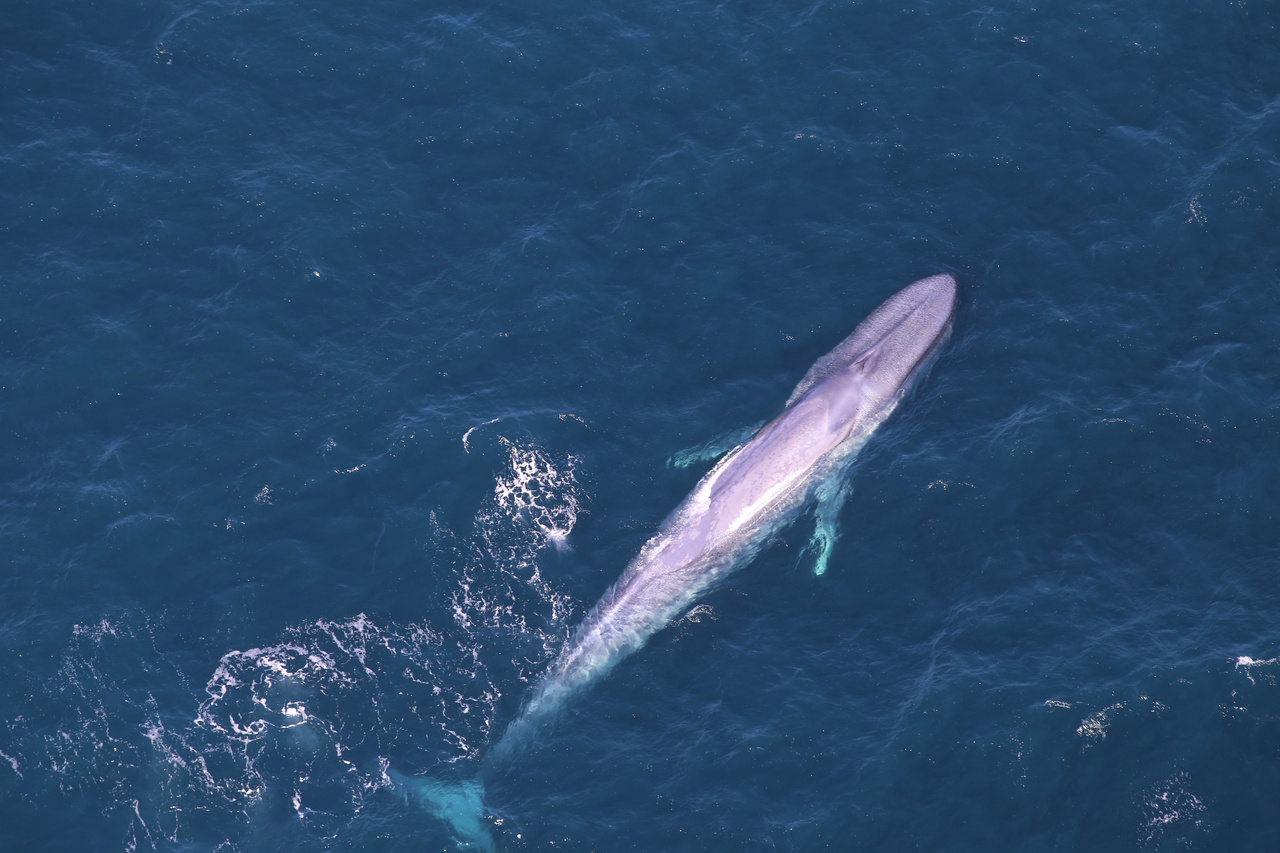 Blue whale at sea