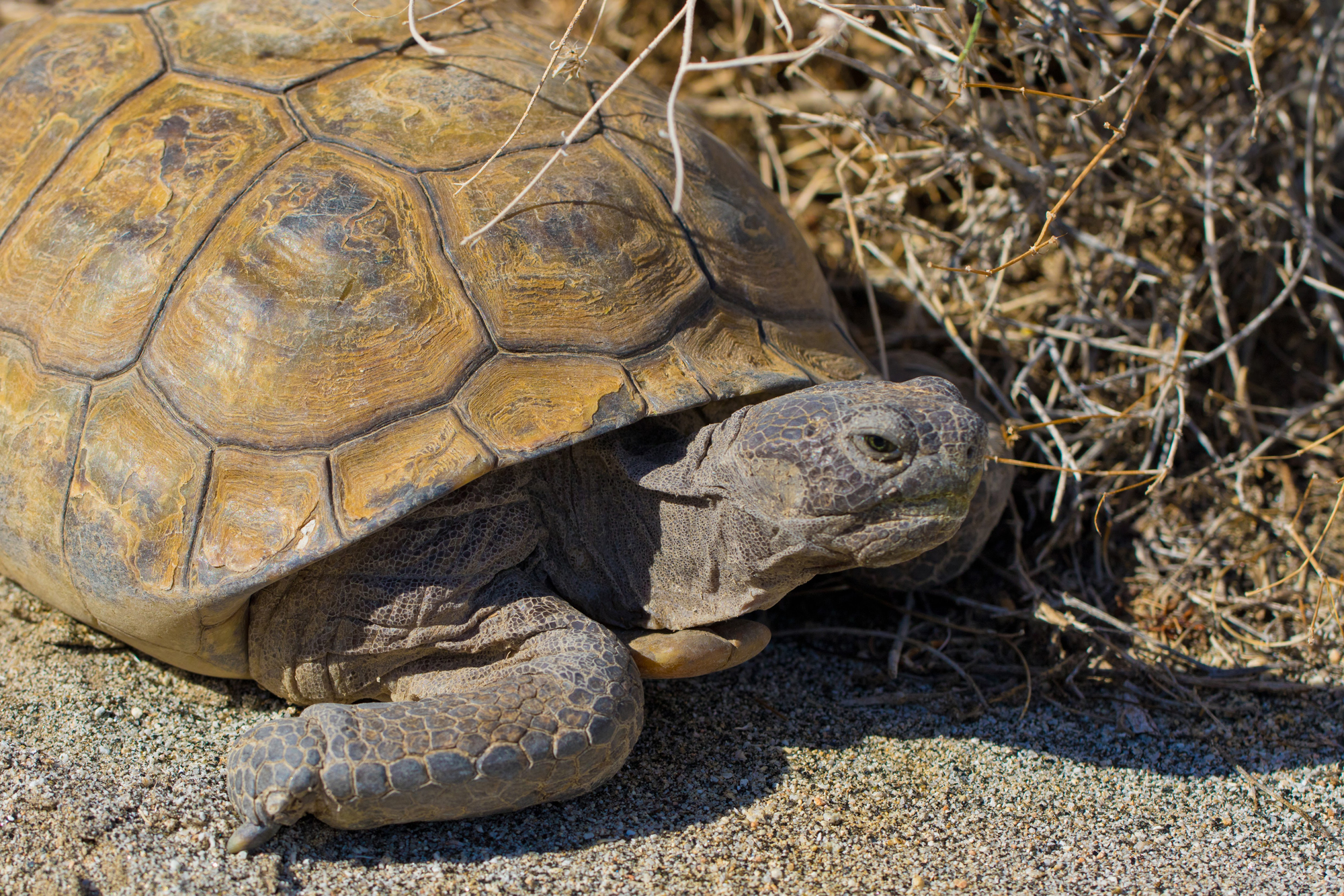 Desert tortoise