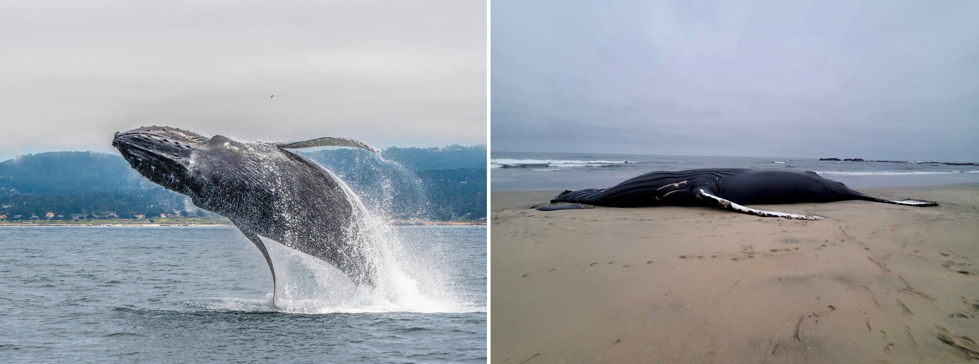 Fran, breaching, alive on the left; Fran's body, washed up in Half Moon Bay after a ship strike, right