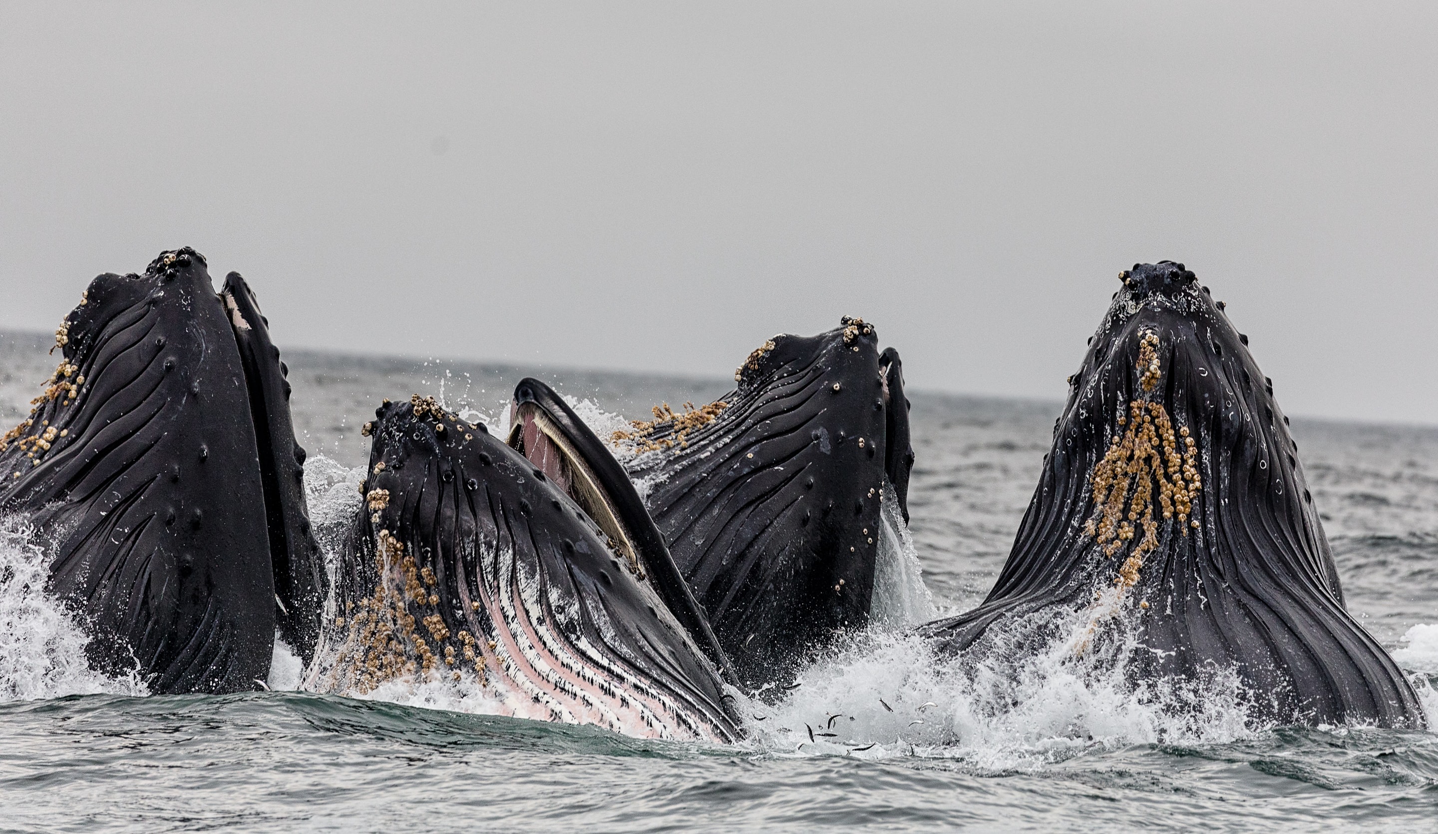 Humpback whales lunge feeding