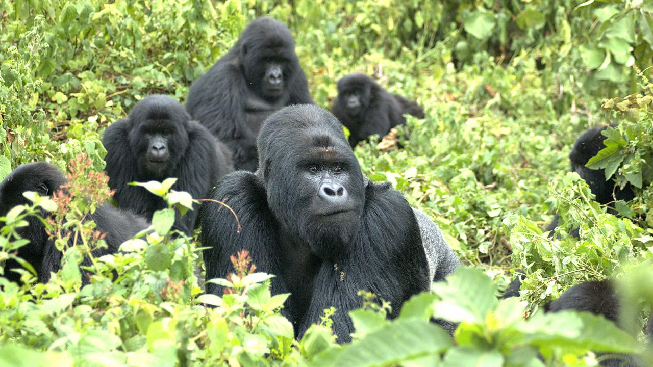 Mountain gorilla family