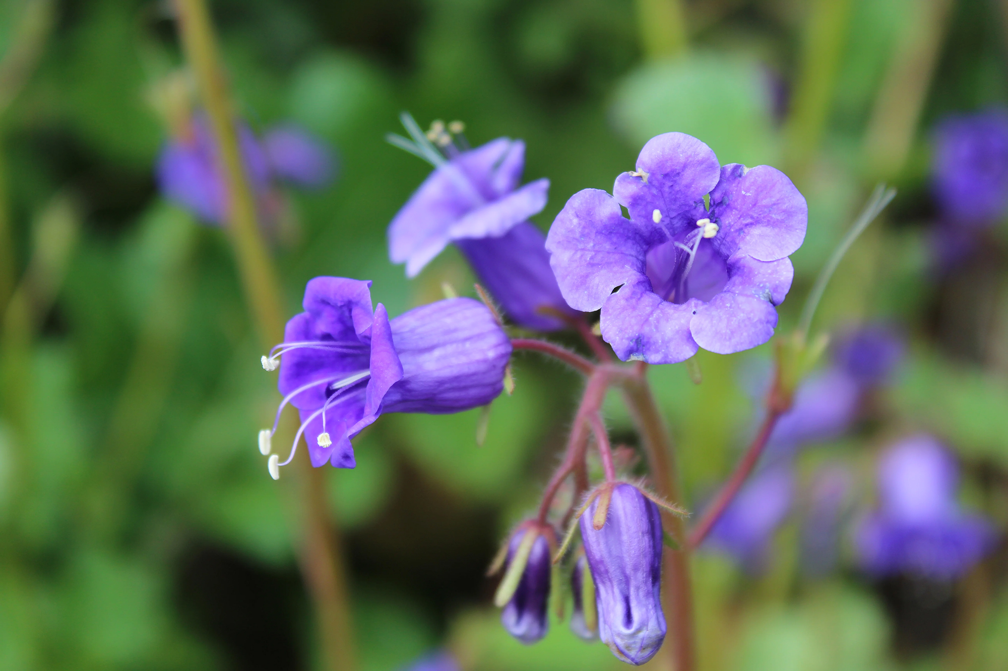 Purple wildflower