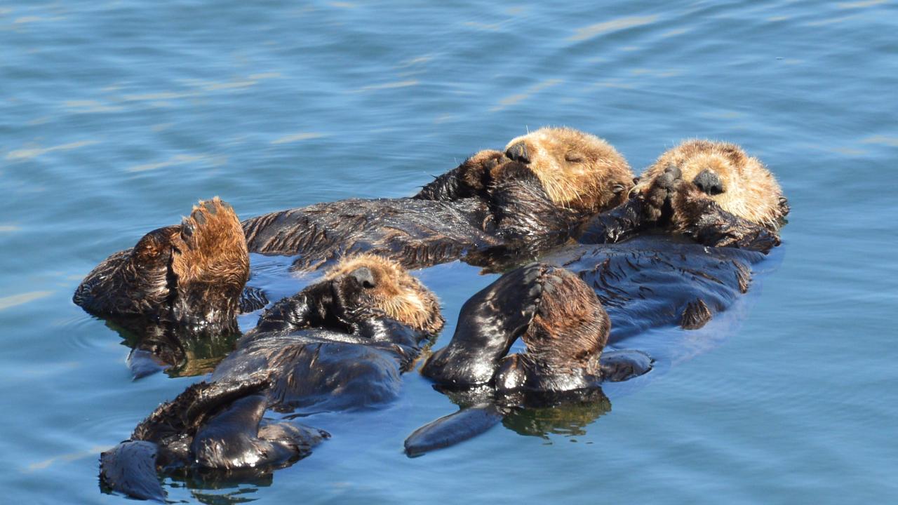 Southern sea otters floating together photo by Laird Henkel/CDFW