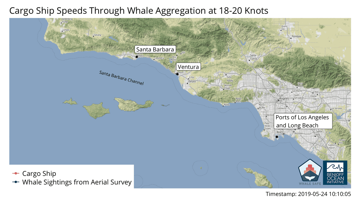 Animation of whales and ships moving across the Santa Barbara channel from Whale Safe