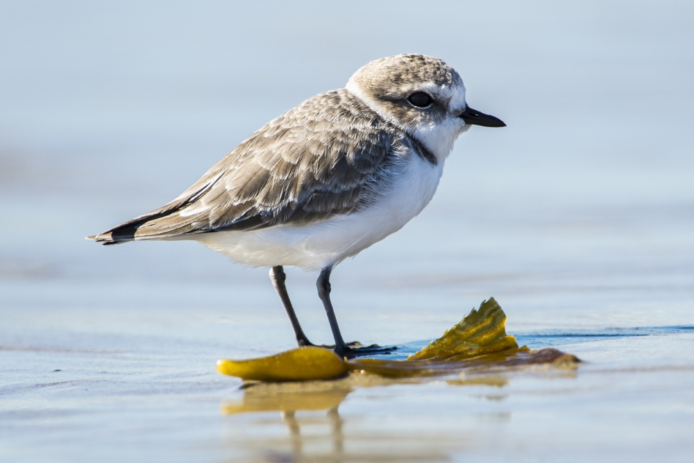 Snowy plover