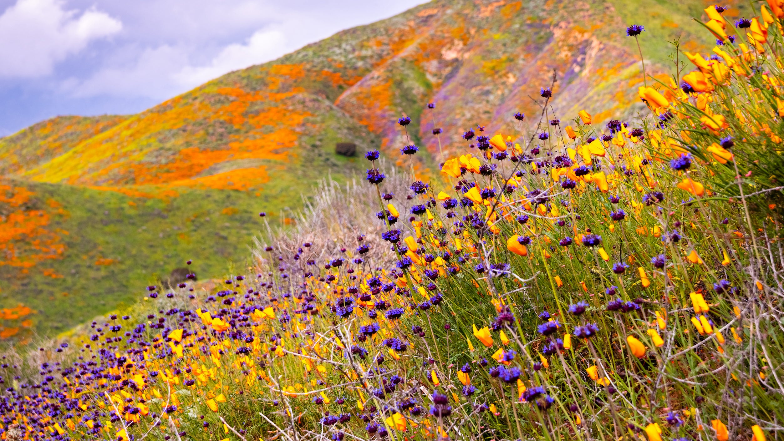 Wildflowers of all colors in bloom along the hillside in Walker Canyon