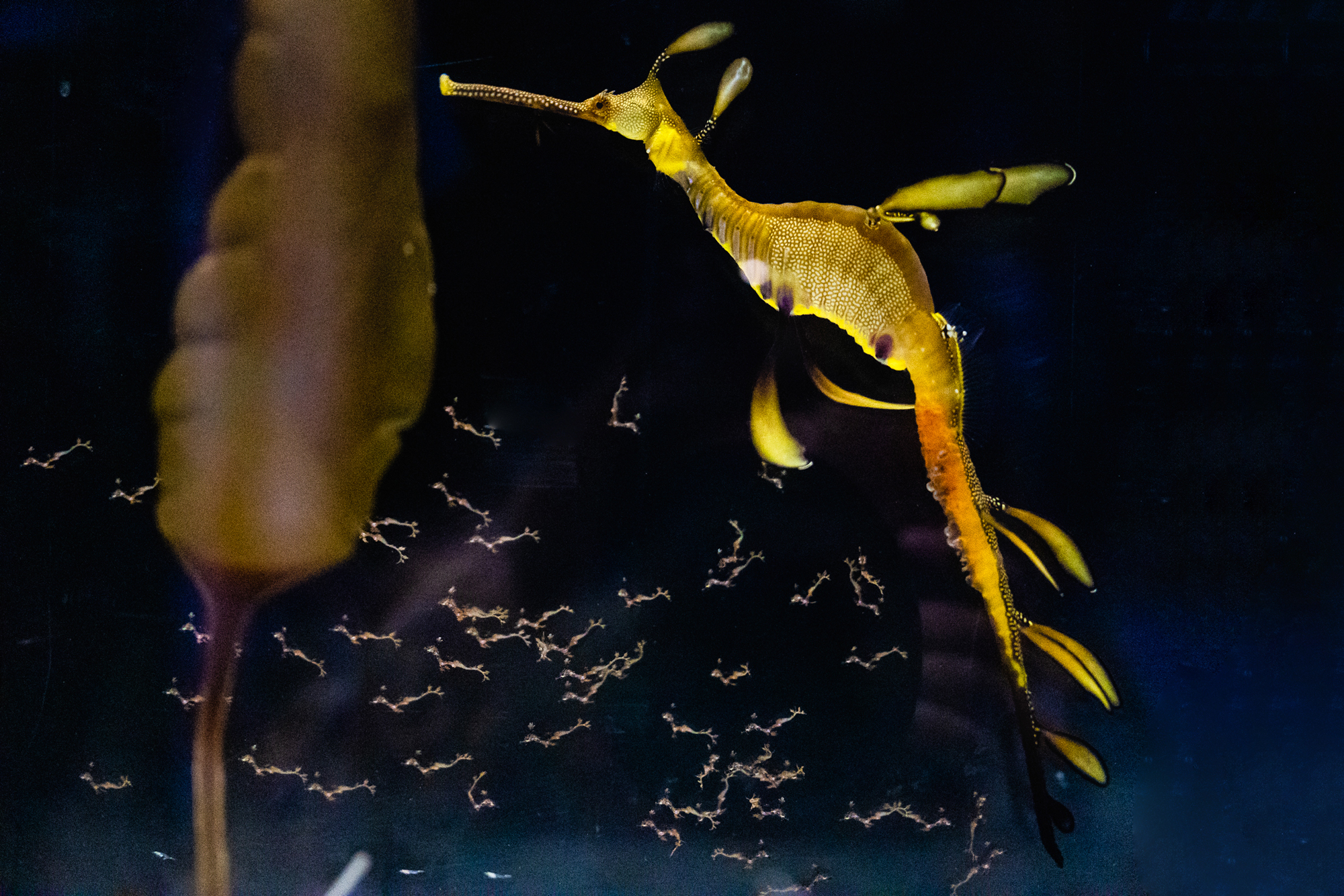 Weedy seadragon at Birch Aquarium with babies