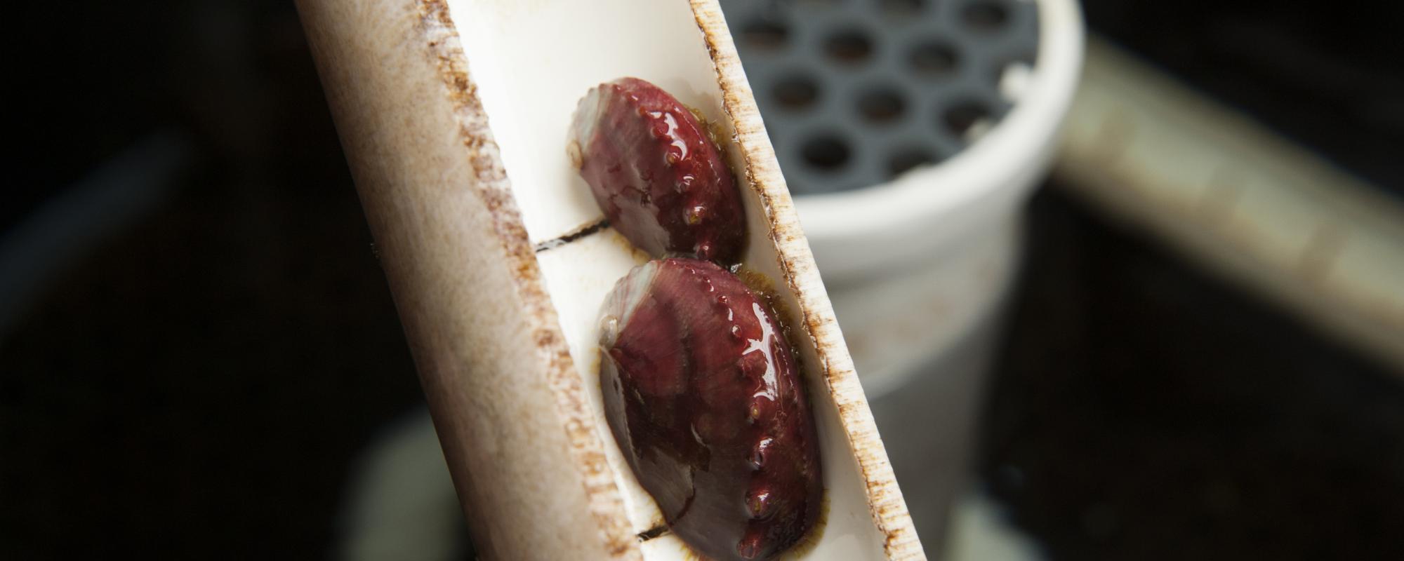 Juvenile white abalone