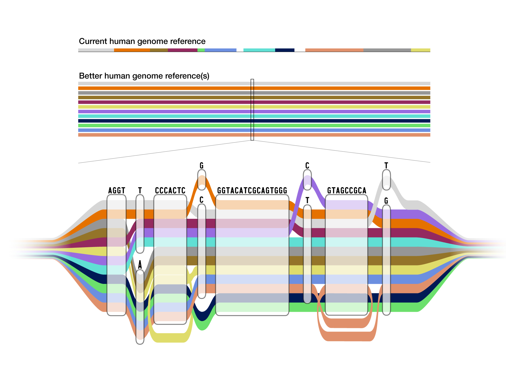 Genetic sequence tube map