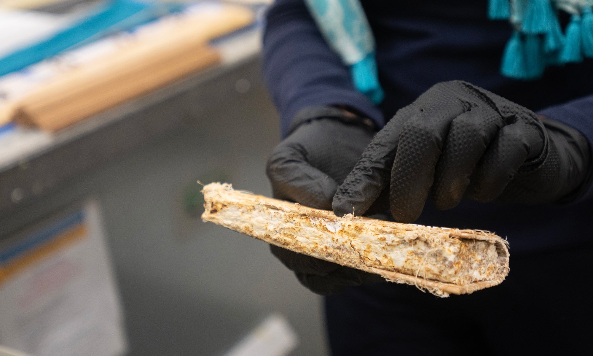 Mycelium, the fungal rootlike system that bears mushrooms, in someone's gloved hands