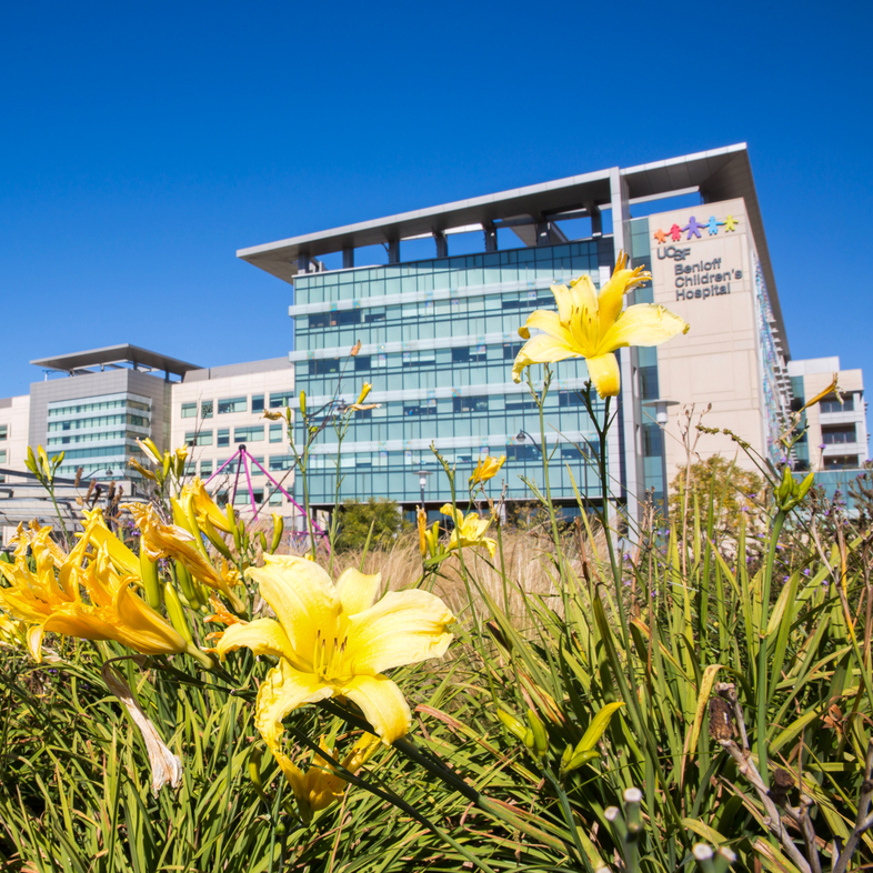 Yellow flowers in front of San Francisco UCSF Benioff Children's Hospital