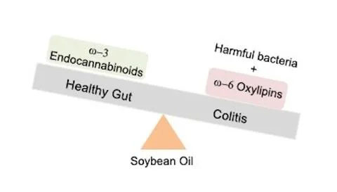 Illustration showing soybean oil correlated to more harmful bacteria and colitis