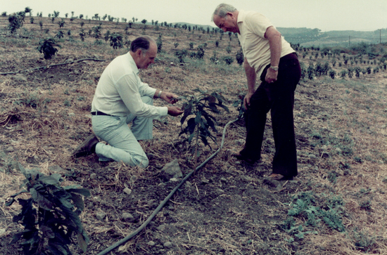 Two men examining an avocado sapling in a field in an old photo