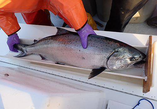 A salmon in a fishing boat