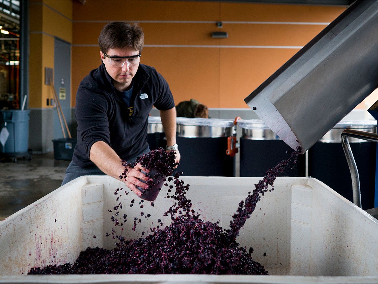 A young man in safety glasses reaches out a can to catch grapes coming out of a chute indoors