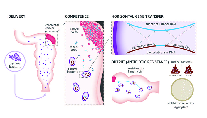 An illustration explaining how the engineered bacteria process works in the body