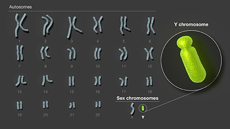 Y chromosome