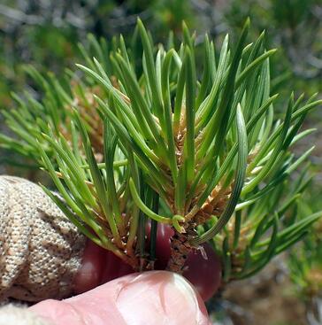 a hand holding a pinon pine sprig