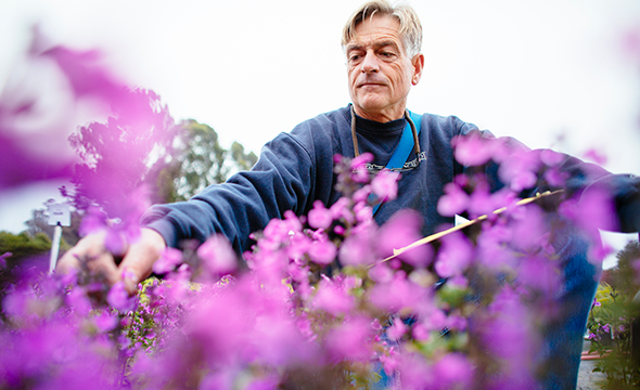 An older white man trimming purple flowers