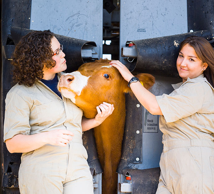 Two students pet a cow held in a squeeze machine