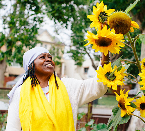 A student tends to a tall stalk of sunflowers