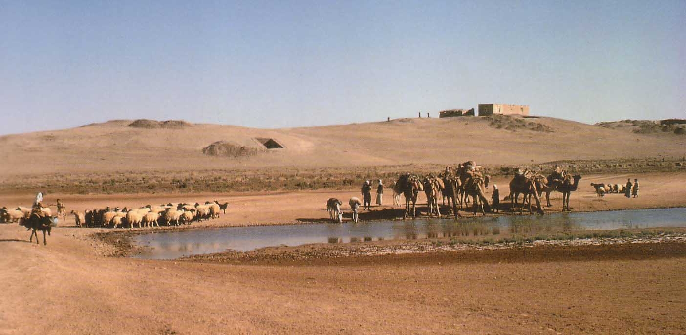 Vintage photo of people, sheep and camels gathered around a watering hole in the desert with sandy dunes in the background.