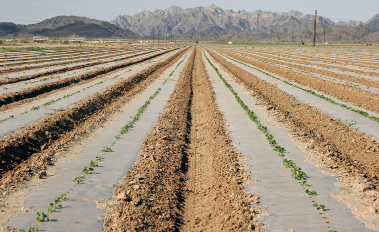 Rows of vegetables disappear to a vanishing point, with desert mountains on the horizon.
