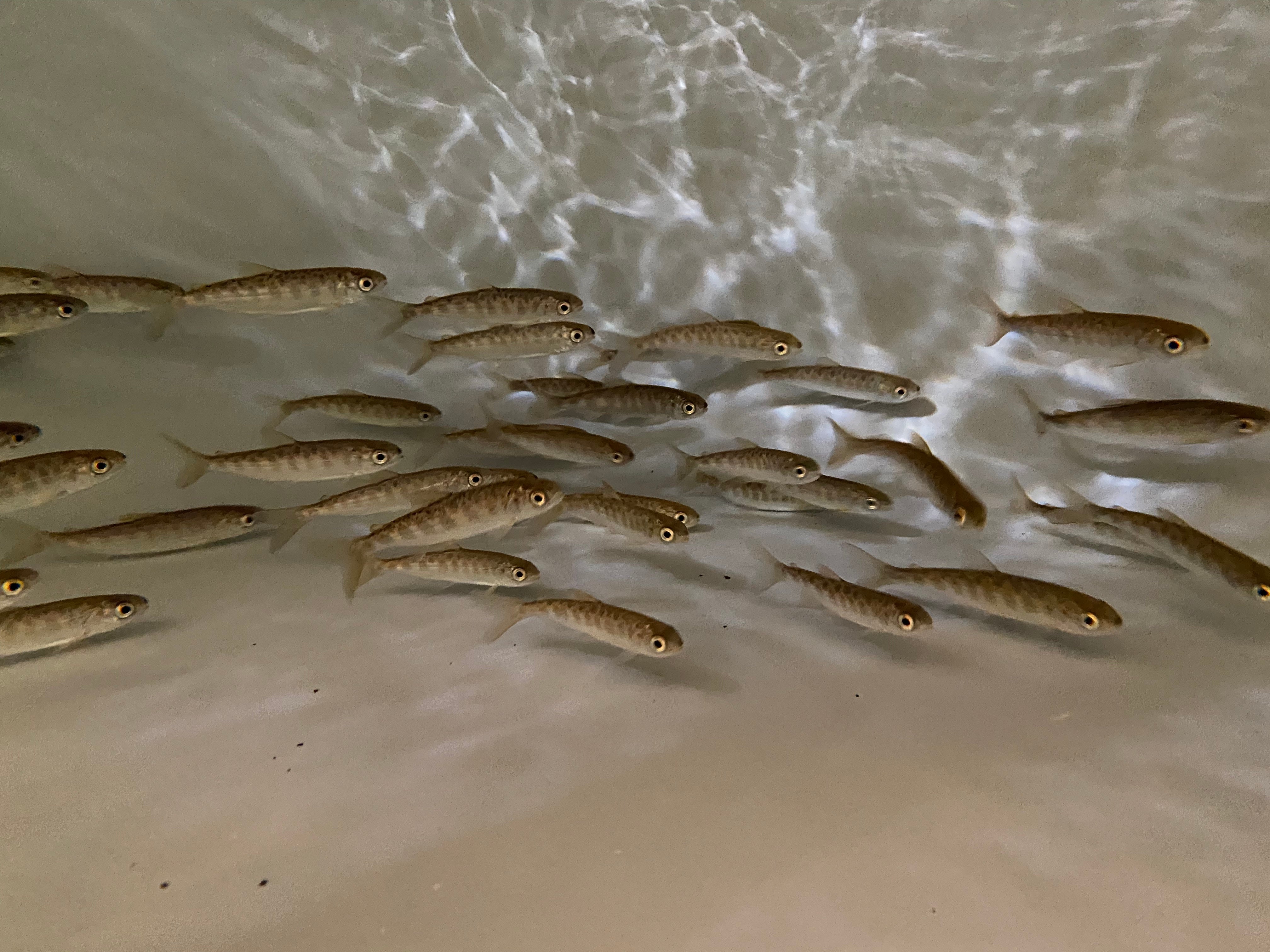 spring-run chinook salmon swim in tank