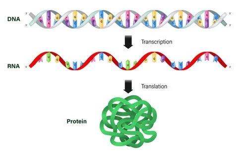 Illustration of how DNA becomes RNA, and then proteins in cells that carry out various biological functions.