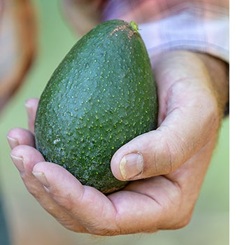 Avocado held in hand