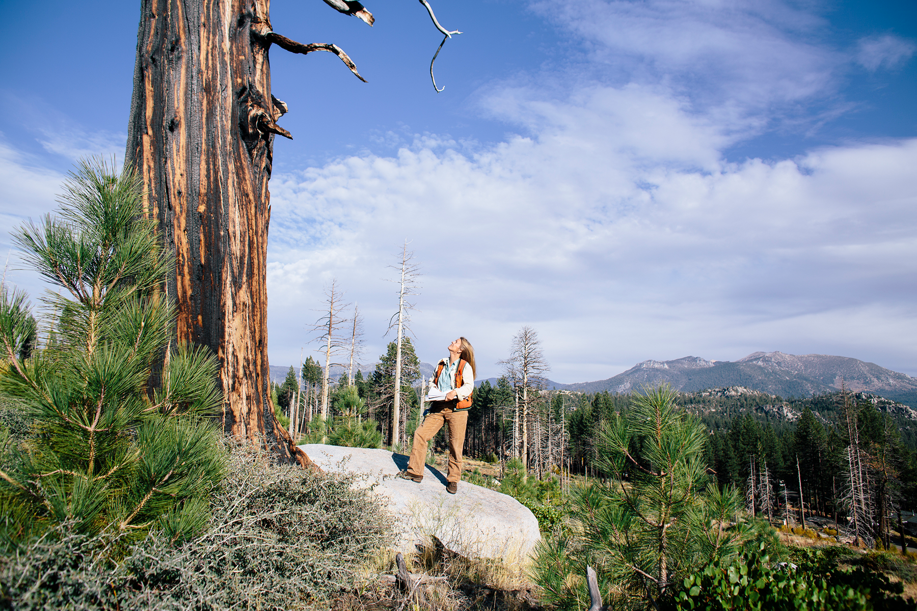 Woman scientist with long blonde hair holds a clip board and looks up at the massive trunk of a tree with fire scars. She's standing on a rock at the base of the tree, within a forested/mountainous landscape