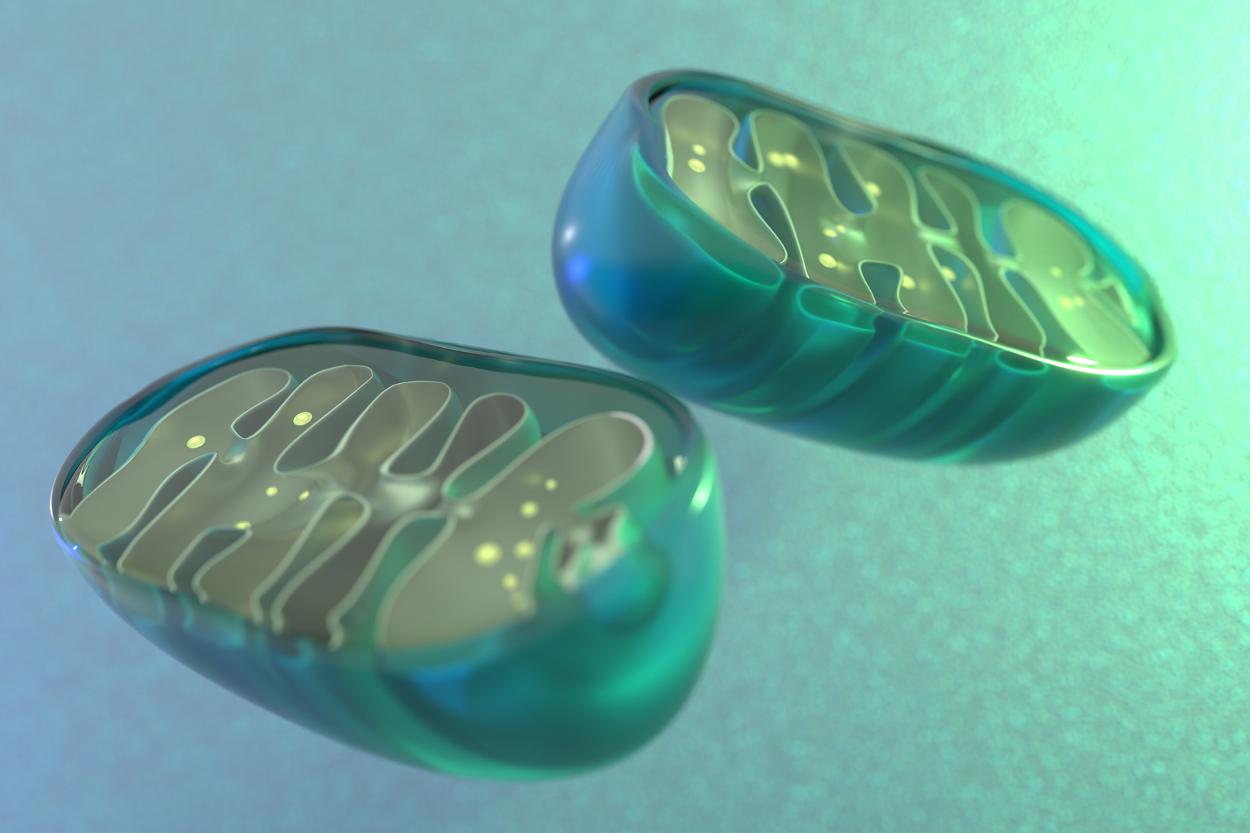 3d illustration of mitochondria showing their interior structure: pill-shaped with folded membranes and molecules moving throughout.