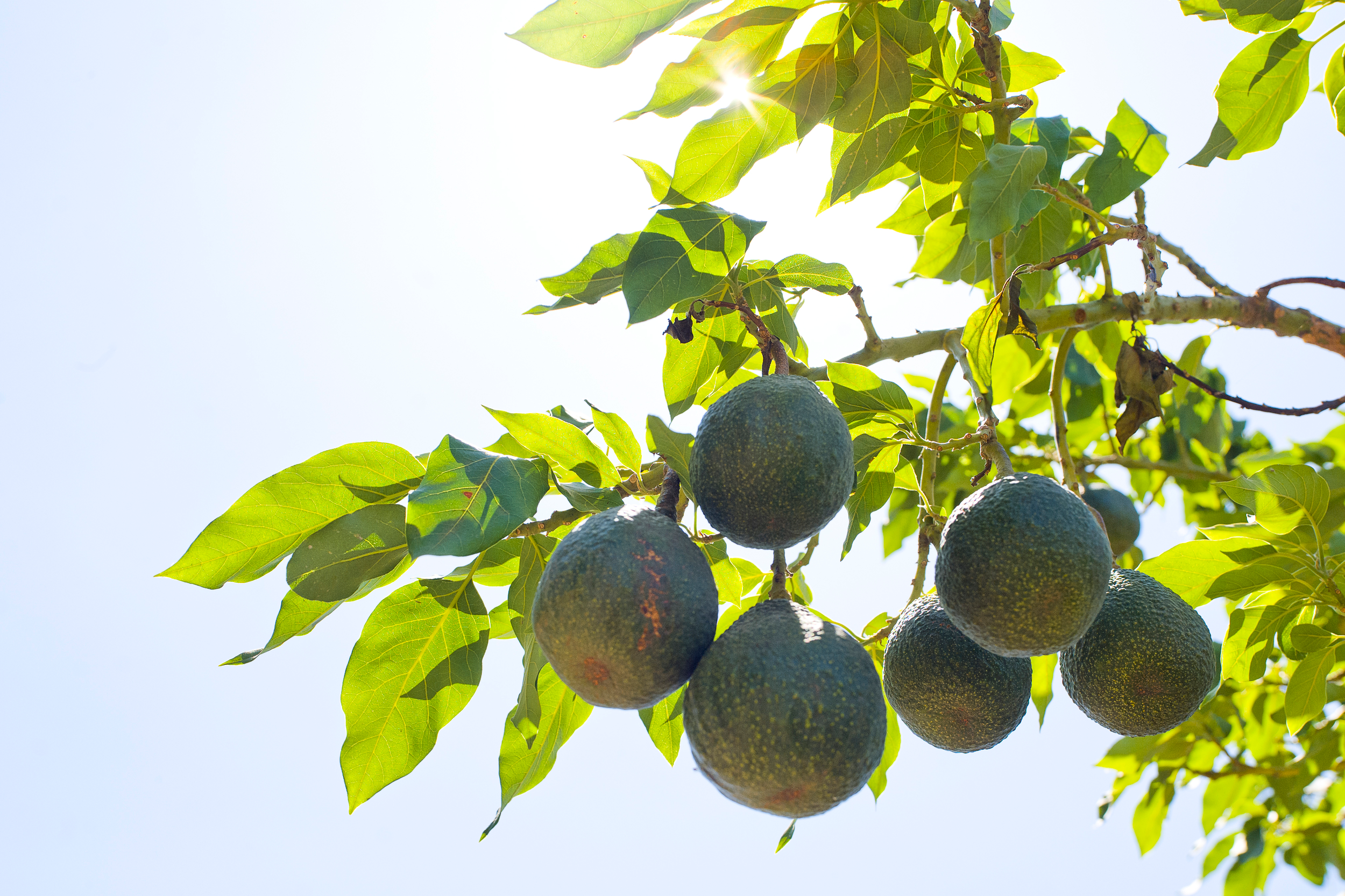 Seven avocados grow on a branch, photographed from below with the sun shining through the leaves.