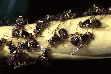 Fruit flies swarm a yellow plant stem