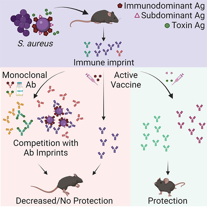 A graphical abstract showing illustrated mice, various antibodies and pathways