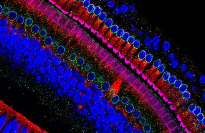 illustration of ear hair cells