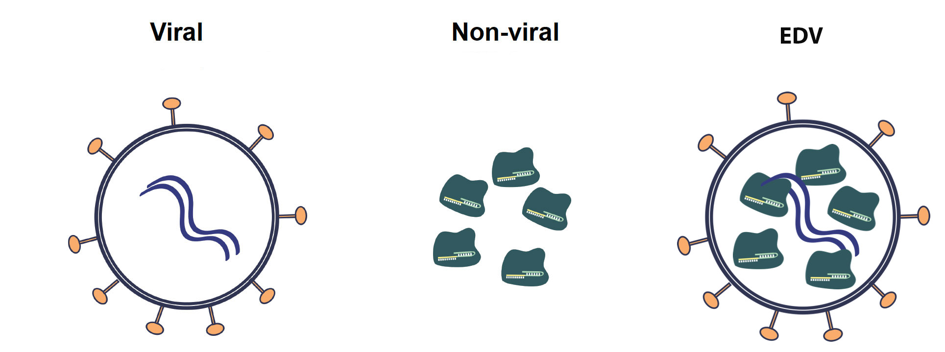Diagram showing 3 strategies for delivering gene editing tools: viral, a circle with spikes coming off it and two squiggles in the middle, nonviral, 5 green lumps, or EDV, the nonviral and viral images put together.