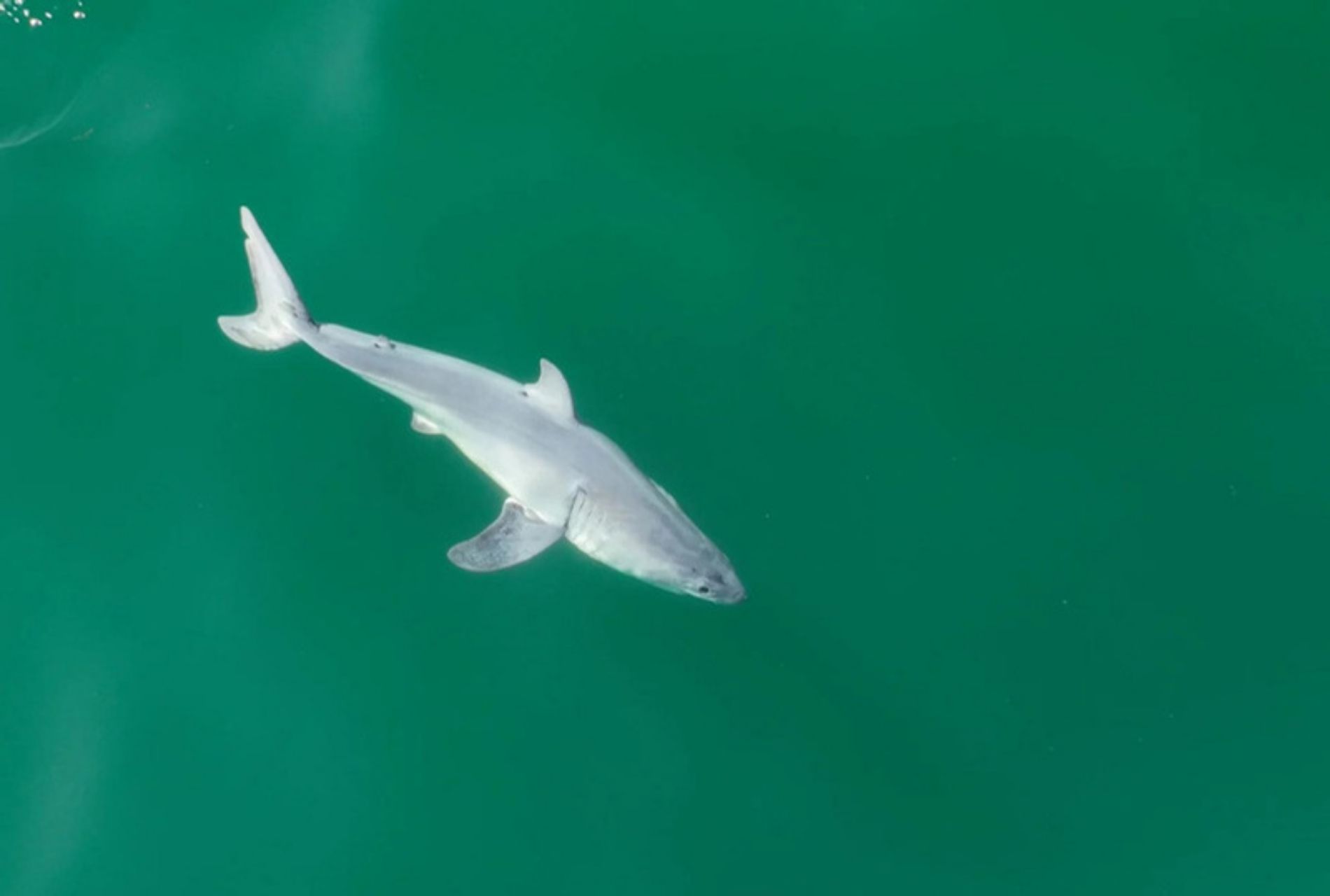 Side view of the newborn great white shark