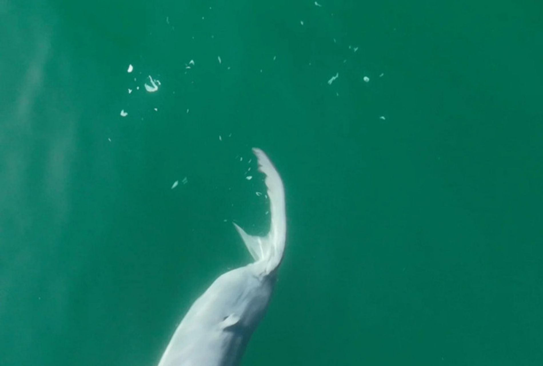 Skin being shed from the tail of a newborn great white