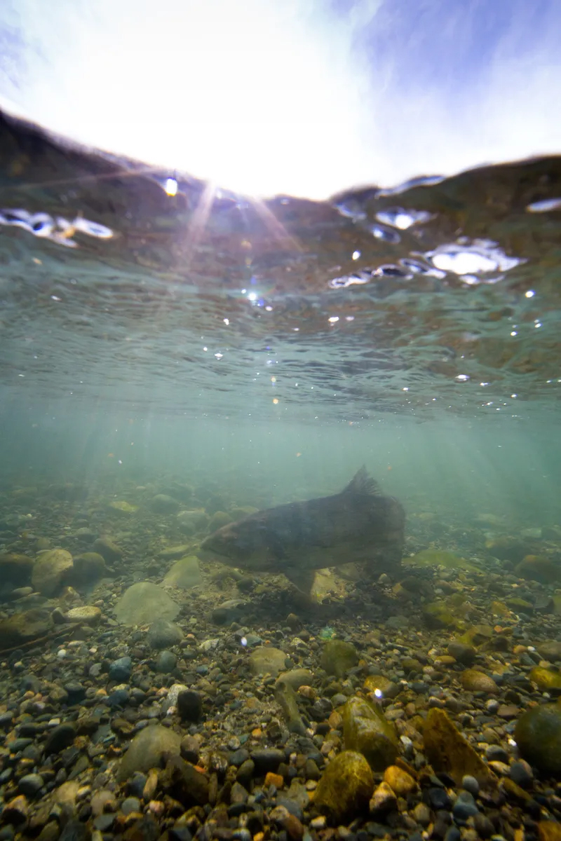 A fish seen swimming under the surface of the water in the Feather River