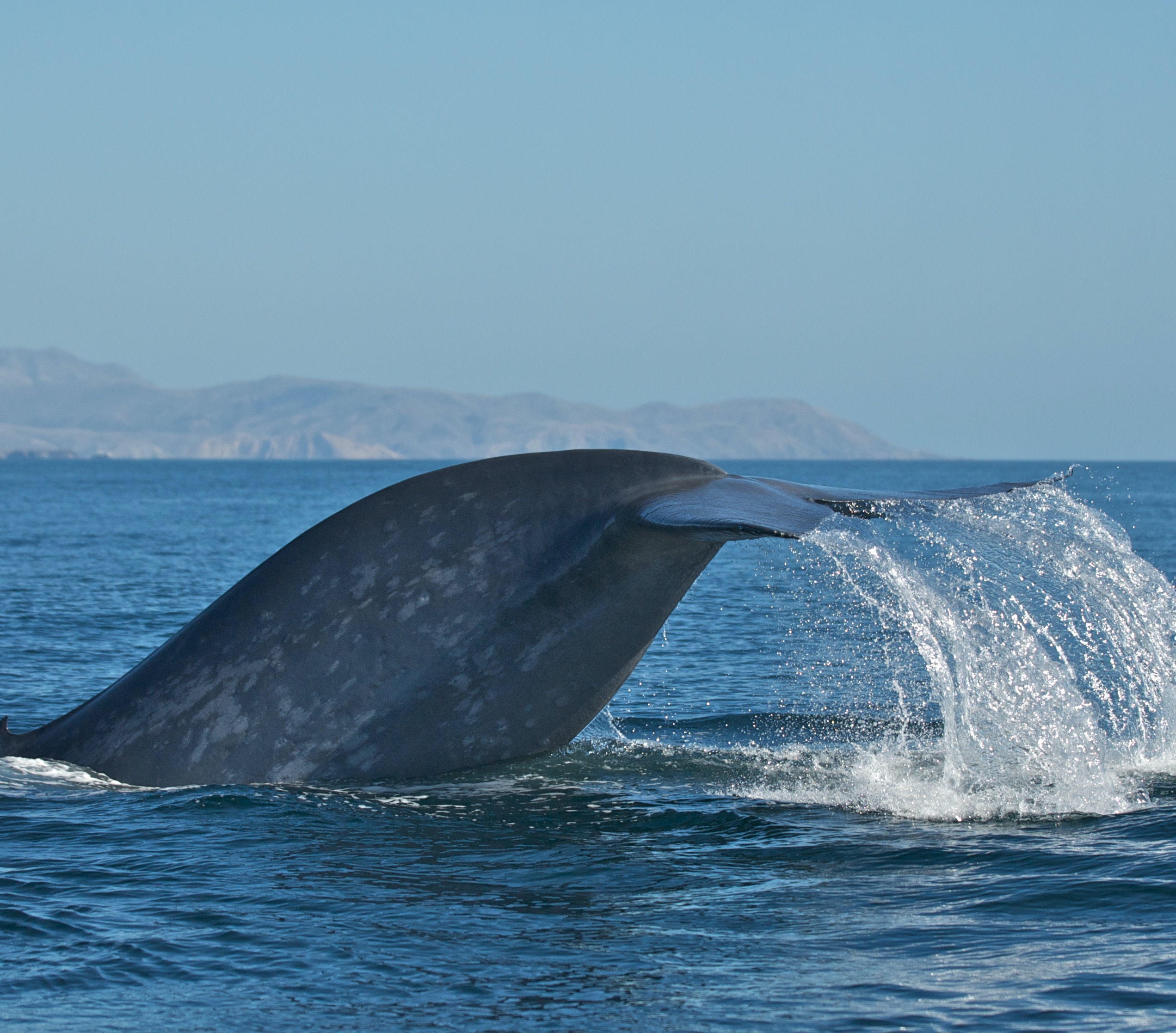 A blue whale shows its fluke as it dives off the West Coast