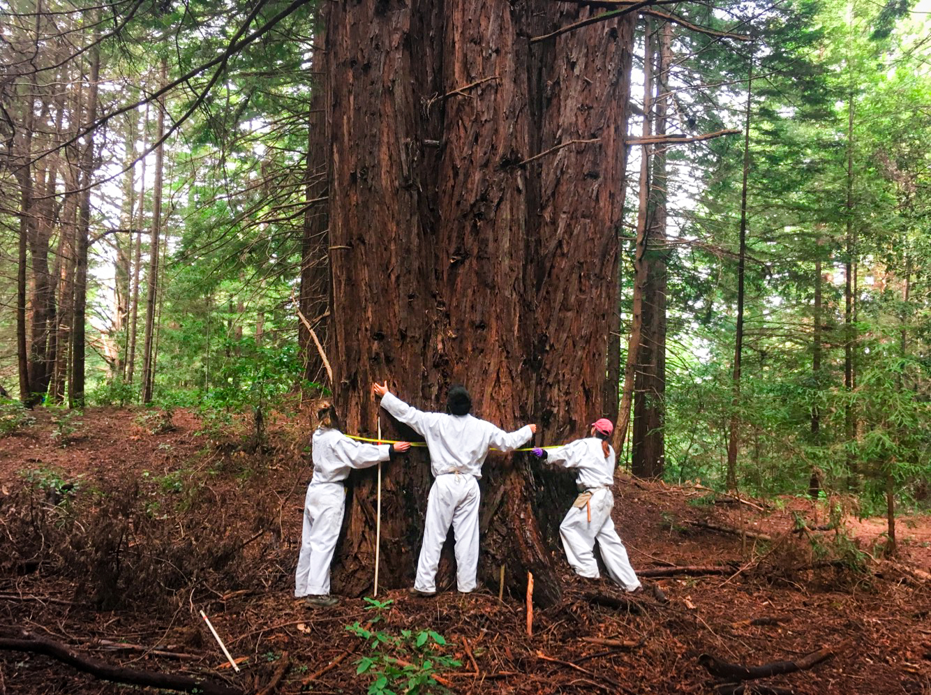 Three people in white jumpsuits measuring a large redwood tree