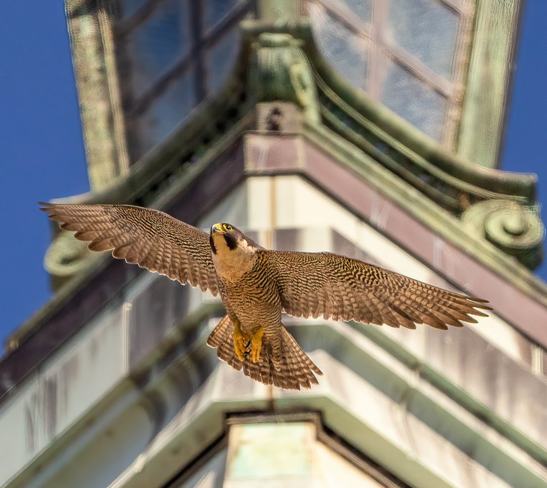 A peregrine falcon in full view, Annie, flying at the top of the Campanile