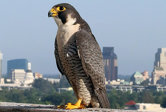 A male peregrine standing on a building, Sacramento skyline behind