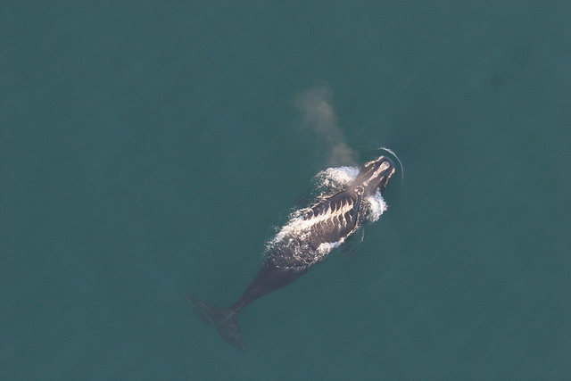 North Atlantic right whale with propeller scars on its back