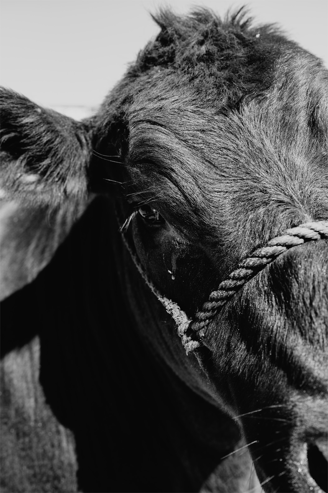 Black and white image of half a cow's face, cow wears a rope harness
