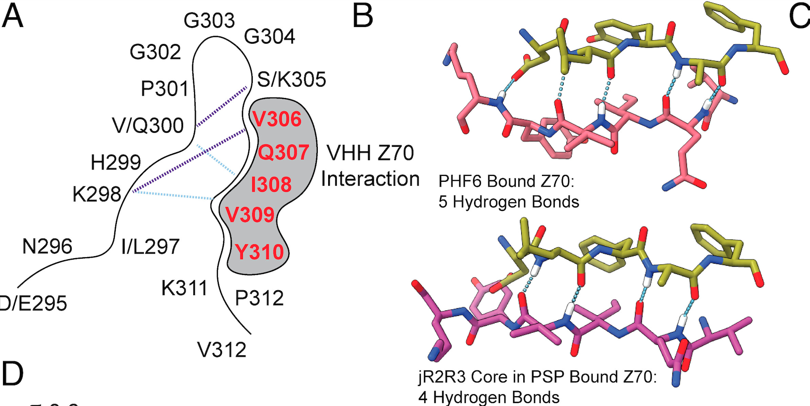 Figure from the paper diagramming sticky segments of tau protein