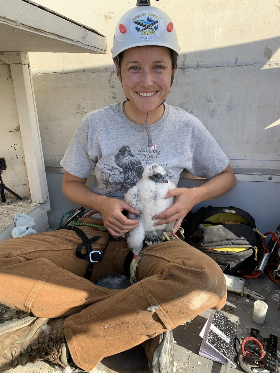 Zeka Glucs, young woman in a helmet, holds a fluffy white baby peregrine that she has just banded