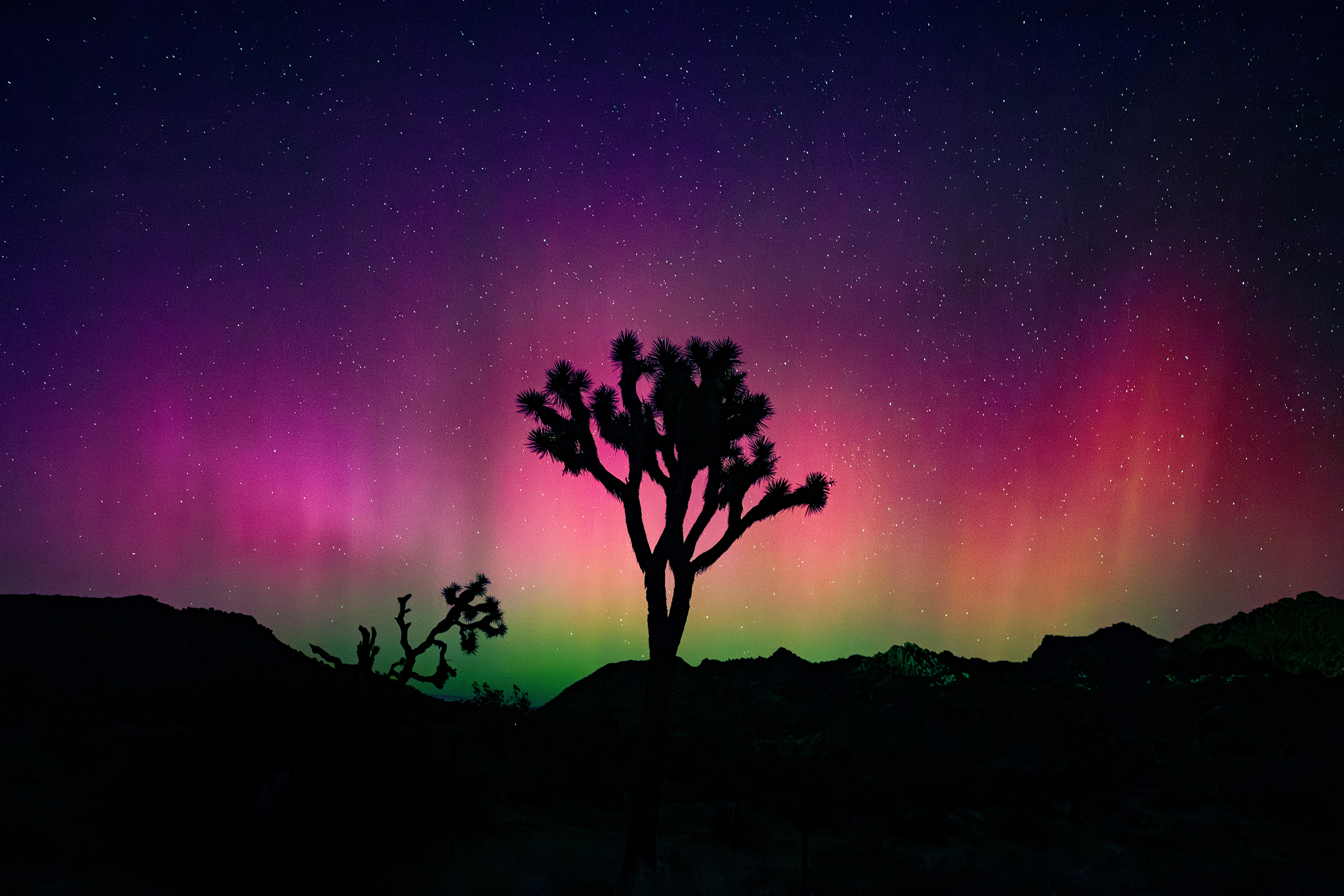 Aurora borealis, in shades of green leading up to orange, pink and dark purple, shines over a Joshua tree in Joshua Tree National Park. Photo by Erik Jepsen